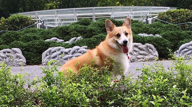 Toby Ong (Photo: @tobymycorgi)